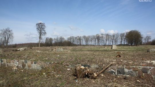 Wyrąbany  zabytkowy park w Młodocinie Większym