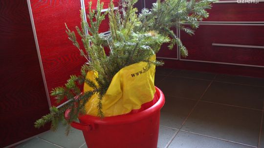 Wyrzucamy choinkę. Ale gdzie? Do kosza?