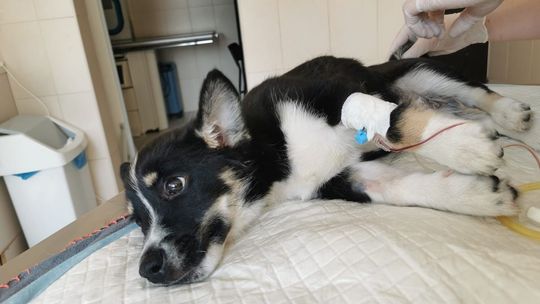 Wyrzucił psa z okna drugiego piętra. Jest wyrok w sprawie