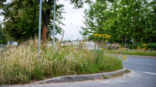 Wysokie trawy przy skrzyżowaniach. Kiedy będą koszenia?