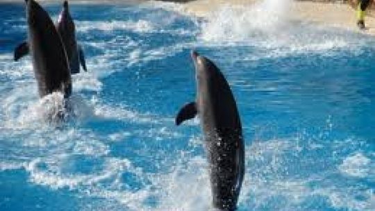 Wyspy Kanaryjskie - Teneryfa