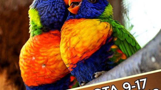 Wystawa kanarków i ptaków egzotycznych