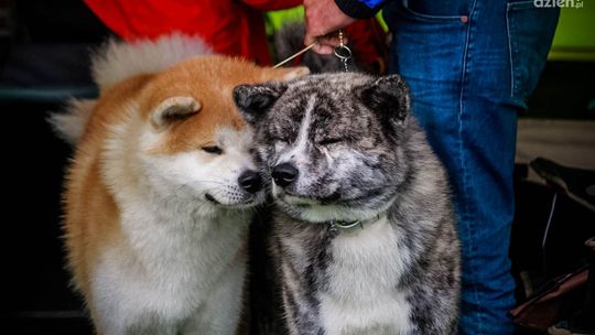 Wystawa psów. Będzie ponad 160 ras!