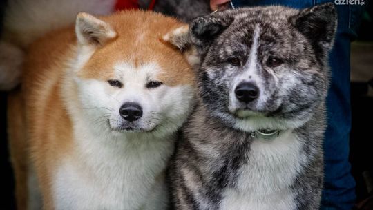 Wystawa psów rasowych