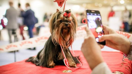 Wystawa psów rasowych i myśliwskich