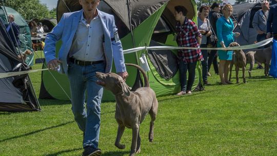 Wystawa Psów Rasowych. Zobacz zdjęcia