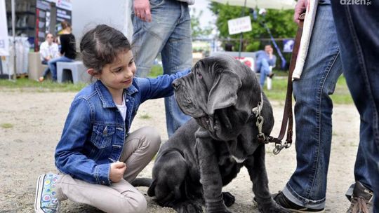 Wystawa psów w Wielogórze (Zdjęcia)