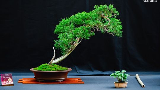 Wystawa wyjątkowych drzew bonsai w Radomiu! 