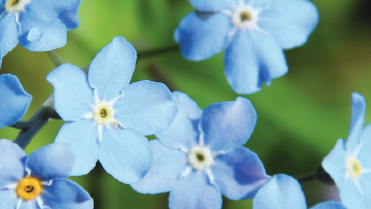 XV Święto Polskiej Niezapominajki