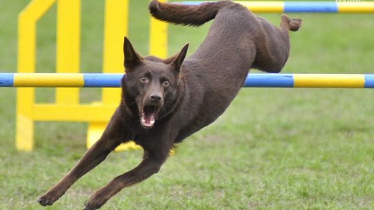 XXIX Wystawa Psów Rasowych za nami (WYNIKI)