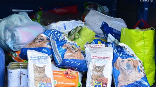 Z myślą o bezdomnych zwierzakach 