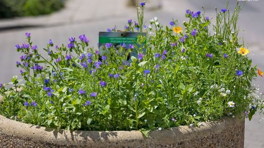 Z myślą o pszczołach 