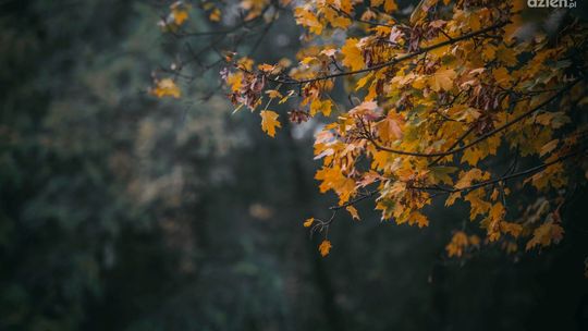 Z myślą o rozwoju terenów zielonych