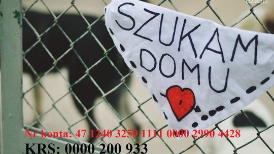 Z pupilem na wakacje