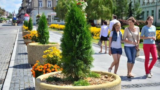 Z tajemnic magistratu: uschnięte katalpy