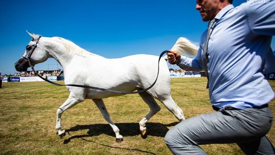 Za nami IV Czempionat Koni Arabskich