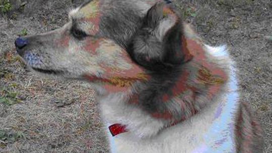 Zaginął kundelek. Szuka go właściciel