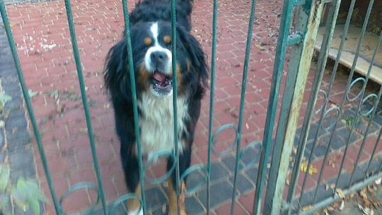 Zaginął pies na Idalinie