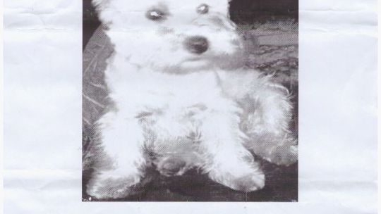 Zaginął w Boże Narodzenie