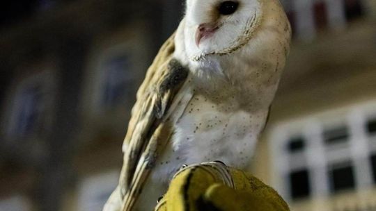Zaginęła sowa. Właściciel apeluje o pomoc Zaginęła sowa. Właściciel apeluje o pomoc