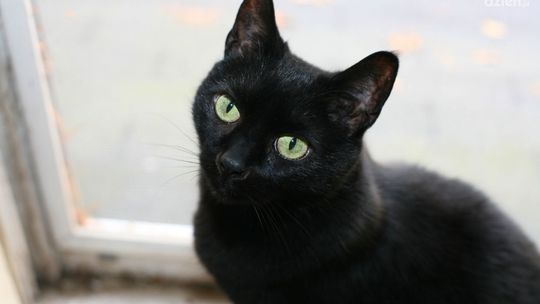 Zagłodził sześć kotów. Jest akt oskarżenia