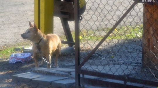 Zagłodzony pies udusił się na łańcuchu