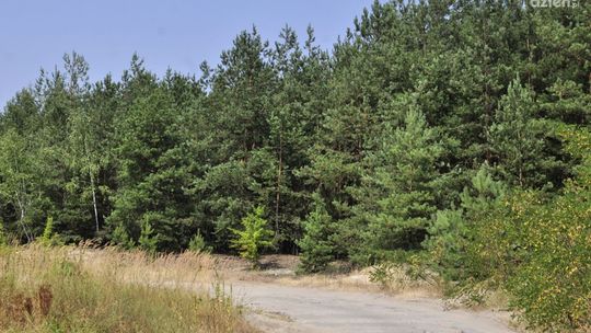 Zagrożenie pożarowe w radomskich lasach utrzymuje się