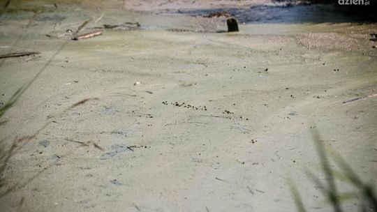 Zakaz kąpieli na Borkach