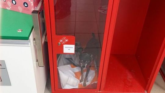 Zamknięto psa w depozycie