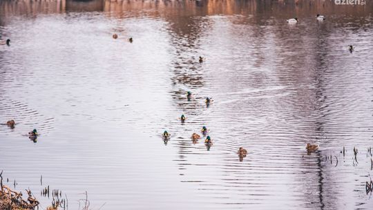 Zanieczyszczone oczko wodne na os. Gołębiów II