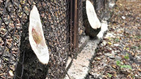 Zanim wytniesz - wczytaj się w przepisy