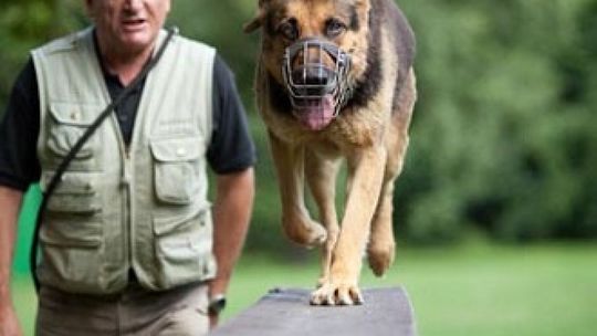 Zapisz psa na szkolenie