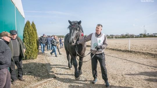 Zaprezentują się roczne i dwuletnie konie