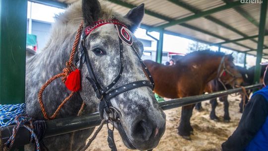 Zbliżają się skaryszewskie "Wstępy"