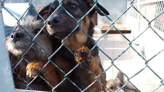 Zebrali ponad 400 kg karmy dla zwierząt