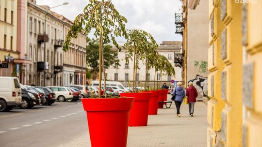 Zieleń wróciła na ul. Marii Skłodowskiej-Curie