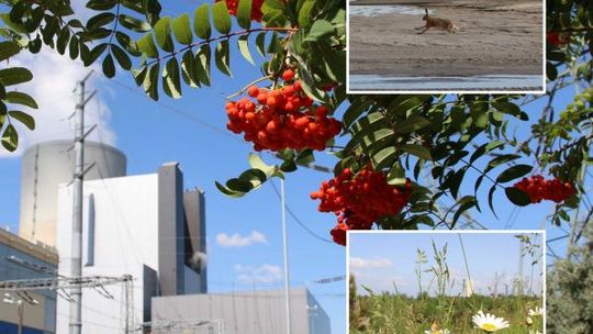 Zielone oblicze Elektrowni Kozienice. RDLP zaprasza na wystawę