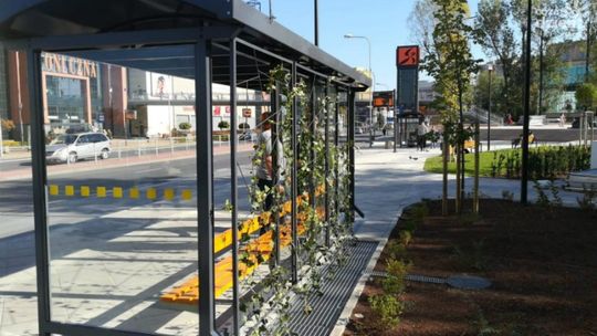 Zielone wiaty na placu Jagiellońskim