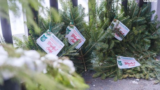 Zielony prezent od leśników