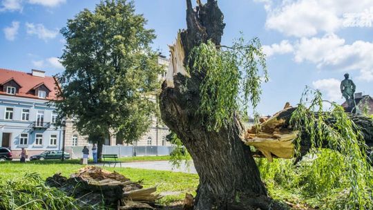 Złamała się wierzba na rynku!