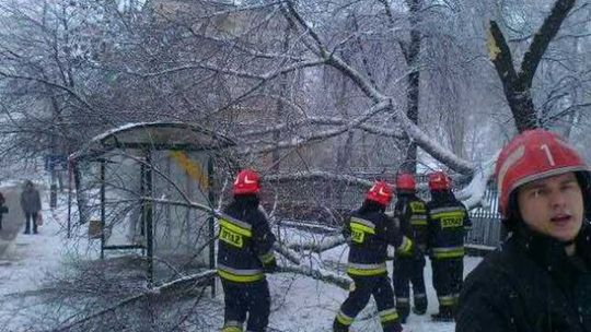 Złamane drzewo uderzyło w przystanek!
