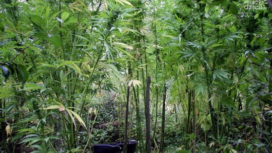 Zlikwidowali sporą plantację konopi indyjskich