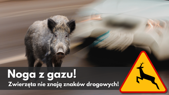 ZŁOTA, ALE NIEBEZPIECZNA JESIEŃ: UWAŻAJ NA "MIŁOSNY SZAŁ" NA DRODZE!