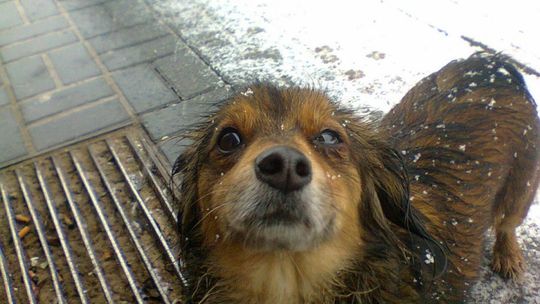 Znaleziono psa! Ma obrożę, ale bez danych