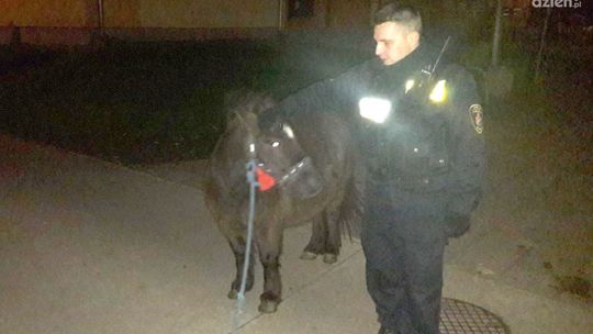 Znaleźli kucyka, dwa dni później odnalazł się też właściciel