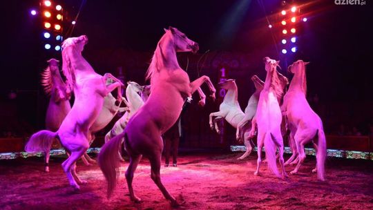 Znamy opinię radomian na temat cyrków