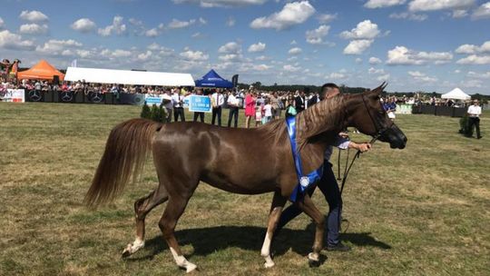 Znamy zwycięzcę Czempionatu Koni Arabskich