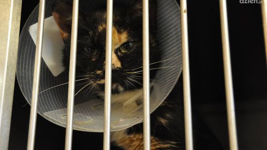 Znęcają się nad zwierzętami – również w Radomiu