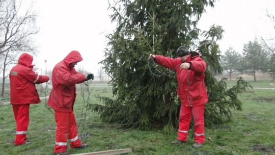 Zniszczyli nawet... świąteczną choinkę!