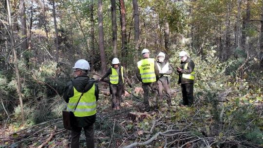 Zrównoważona gospodarka nadleśnictwa
